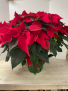 C100 - Red Poinsettia Plant