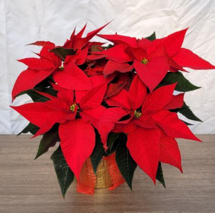 Red Poinsettia Plant