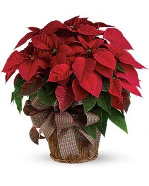 Red Poinsettia  plant