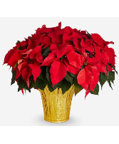 Poinsettia - Red Plant