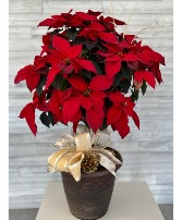 Red Poinsettia plant 