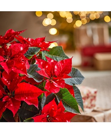 Red poinsettia  Plant *Limited product* in San Rafael, CA | BURNS FLORIST