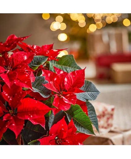 Red poinsettia  Plant *Limited product*