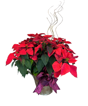 Red Poinsettia Plant
