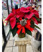 Red Poinsettia  Plant 