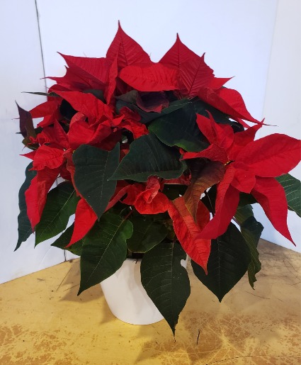 Red Poinsettia  Plant
