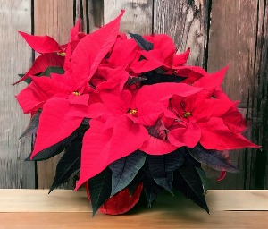 Red Poinsettia  Plant