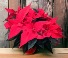 Stull's Red Poinsettia  Plant