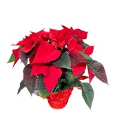 Red Poinsettia Plant