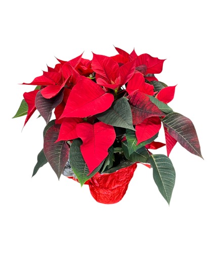 Red Poinsettia Plant