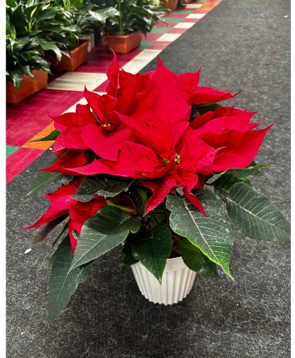 Red Poinsettia  plant