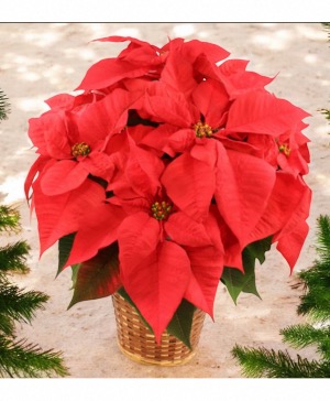 Red Poinsettia Plant  