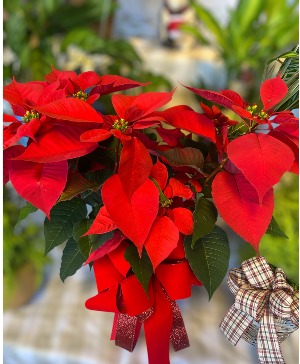 Red Poinsettia Plant