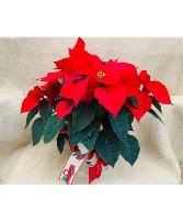 Red Poinsettia Plant Blooming Houseplant
