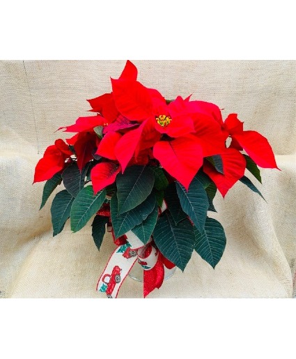 Red Poinsettia Plant Blooming Houseplant