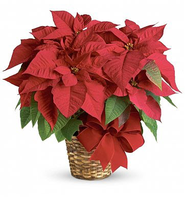Red Poinsettia Holiday Indoor Plant