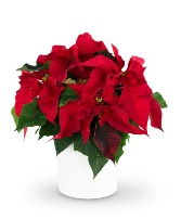Red Poinsettia Plant Plant
