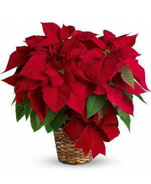 Red Poinsettia plant plant