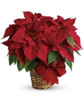 Red Poinsettia Plant Standard plant