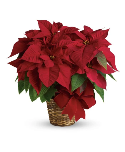  Red Poinsettia  Planter 