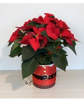 Red poinsettia  Poinsettia 