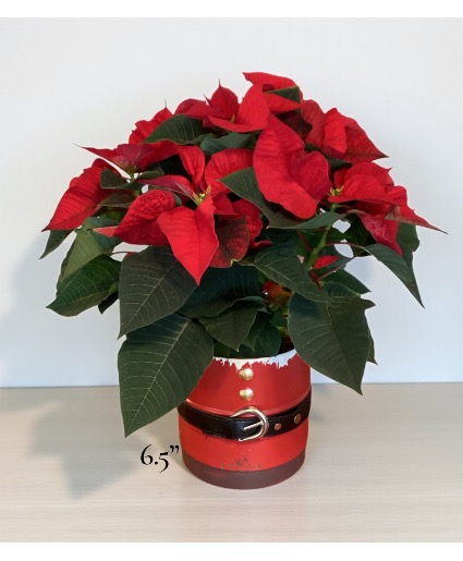 Red poinsettia  Poinsettia 