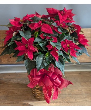 Red Poinsettia  Poinsettia 
