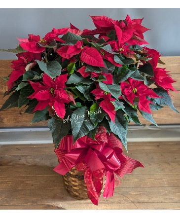 Red Poinsettia  Poinsettia  in Ashland City, TN | As You Wish Floral Designs by Kimberly McCord