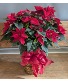 Red Poinsettia  Poinsettia 