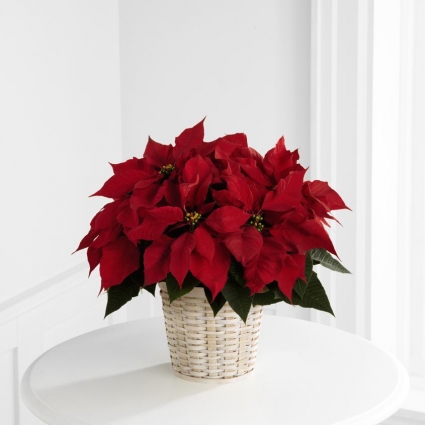 Red Poinsettia Potted