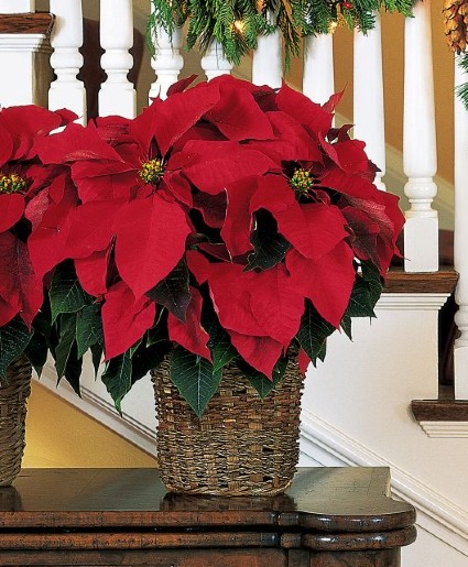 Red Poinsettia TF88-1 Basket