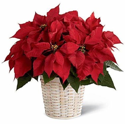 Red Poinsettia White Washed basket