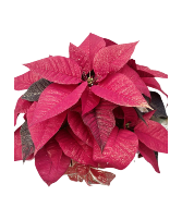 Red Poinsettia with Gold Shimmer Blooming Plant