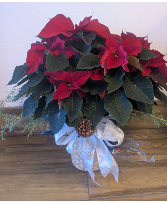 Red poinsettia local mesa gold canyon apache  