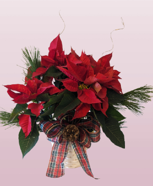 Red poinsettia in basket mesa gold canyon 