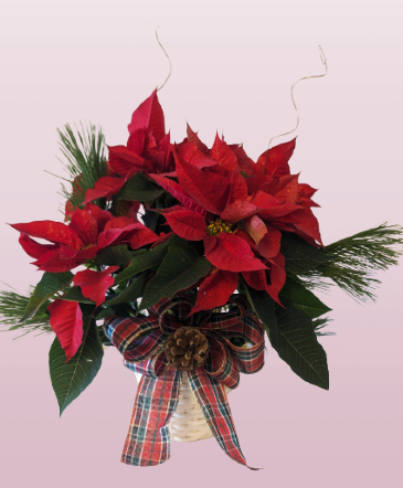 Red poinsettia local mesa gold canyon apache   in Apache Junction, AZ | No Reason Why Flowers