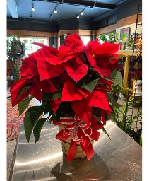 Red Pointsettia Basket ***Local Delivery Only ***