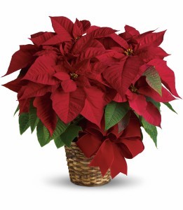 Red Pointsettia H1221A