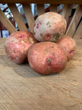 Red Pontiac Seed Potatoes