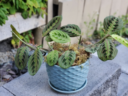 Red Prayer Plant 6