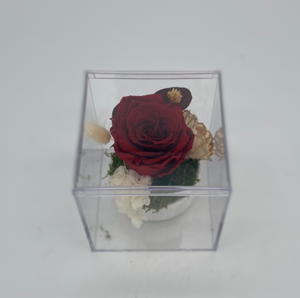 Preserved Red Rose (Dark)