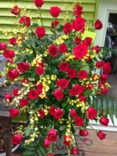 Red Roses with Yellow Oncidium Orchids Easel