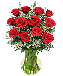 Red Roses and Wispy White Accent Flowers 