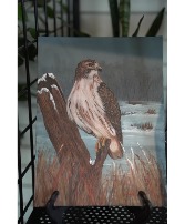 Red Tail Hawk Arcylic on Canvas Board
