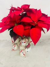 Red Timeless  Poinsettia