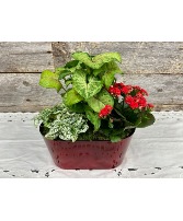 Red Tin Planter with 3 plants 