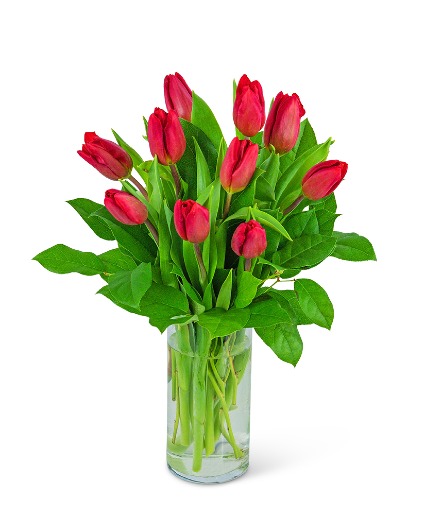 Red Tulips 