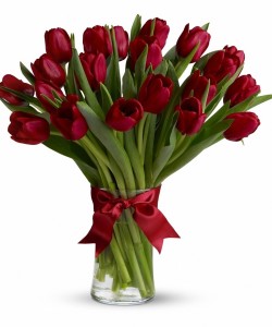 Red Tulips Spring Flowers