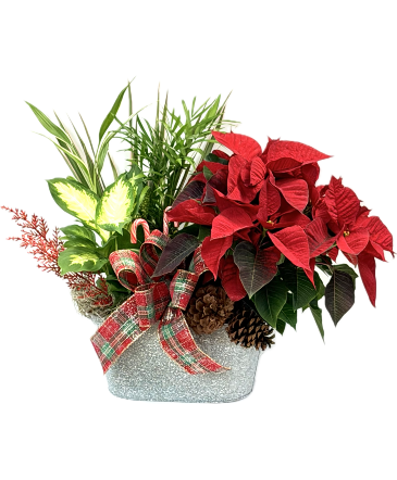 Red Velevet Poinsettia Planter European Garden in Lubbock, TX | TOWN SOUTH FLORAL