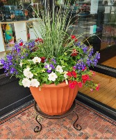 Red white and blue Combo Only one blooming planter in this color available